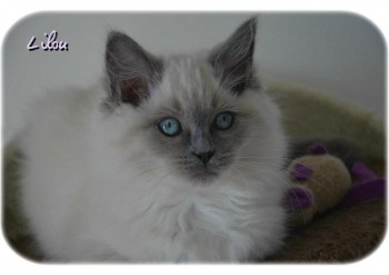 femelle blue colourpoint - 10 semaines - Chatterie Ragdolls du Val de Beauvoir